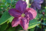 Clematis 'Trikatrei'